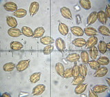 Gautieria monticola image