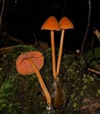 Entoloma quadratum image