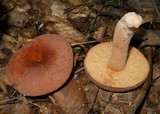 Lactarius corrugis image