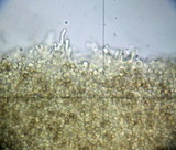 Crepidotus crocophyllus image