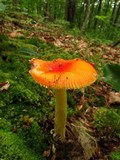 Amanita parcivolvata image