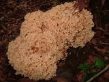 Sparassis americana image