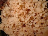 Sparassis americana image