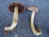 Mycena rutilantiformis image