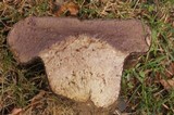 Calvatia cyathiformis image