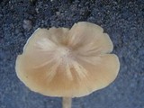 Entoloma strictius image