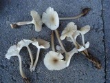 Clitocybula oculata image
