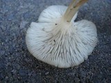 Clitocybula oculata image