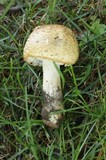 Agaricus nanaugustus image
