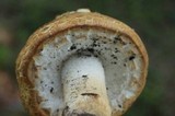 Agaricus nanaugustus image