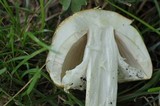 Agaricus nanaugustus image