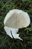 Agaricus nanaugustus image