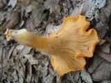 Cantharellus lateritius image