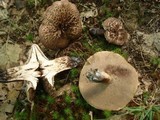 Sarcodon scabrosus image