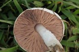 Agaricus andrewii image