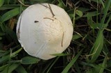 Agaricus andrewii image