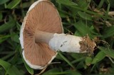 Agaricus andrewii image