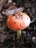 Amanita parcivolvata image