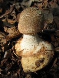 Amanita daucipes image