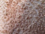 Amanita daucipes image