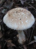 Amanita daucipes image