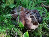Gyromitra californica image