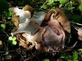 Gyromitra californica image