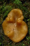 Psilopezia nummularialis image