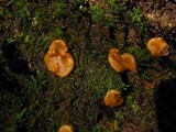 Psilopezia nummularialis image