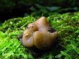 Psilopezia nummularialis image