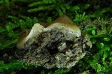 Psilopezia nummularialis image