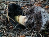 Stropharia hornemannii image