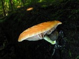 Rhodotus palmatus image