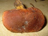 Boletus roxanae image