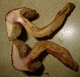Boletus roxanae image