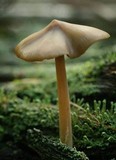 Entoloma strictius image