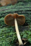 Entoloma strictius image