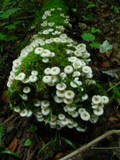 Clitocybula abundans image
