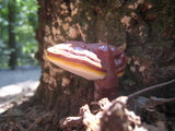 Ganoderma meredithiae image