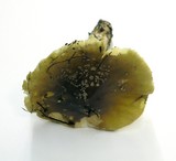 Amanita augusta image