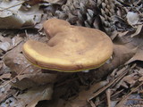 Ganoderma meredithiae image