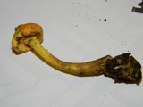 Pholiota flammans image