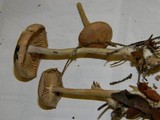 Gymnopus peronatus image