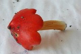 Hygrocybe punicea image