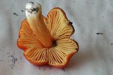 Hygrocybe punicea image
