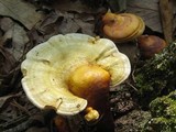 Ganoderma curtisii image