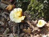 Ganoderma curtisii image