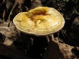 Ganoderma curtisii image