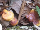 Ganoderma curtisii image