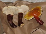 Ganoderma curtisii image